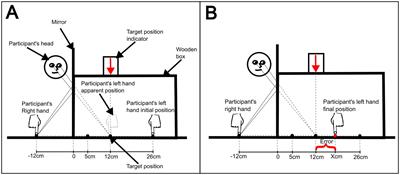 Women show enhanced proprioceptive target estimation through visual-proprioceptive conflict resolution